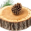 Virginia cedar