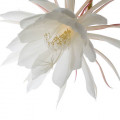 Flower of Epiphyllum