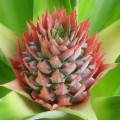 Pineapple flower