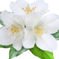 Fiori bianchi