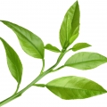 Leaves of Lemon