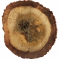 Cambodian oud
