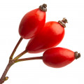 Dog rose