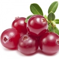 American cranberry