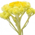 Elicriso