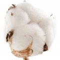 Cotton flower