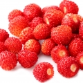 Wild strawberry