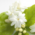 Sambac jasmine