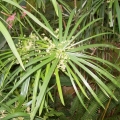 Olio di Cypriol o Nagarmotha