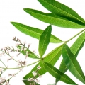 Lemon verbena