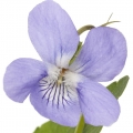 French violet