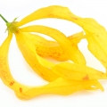 Ylang Ylang from Madagascar