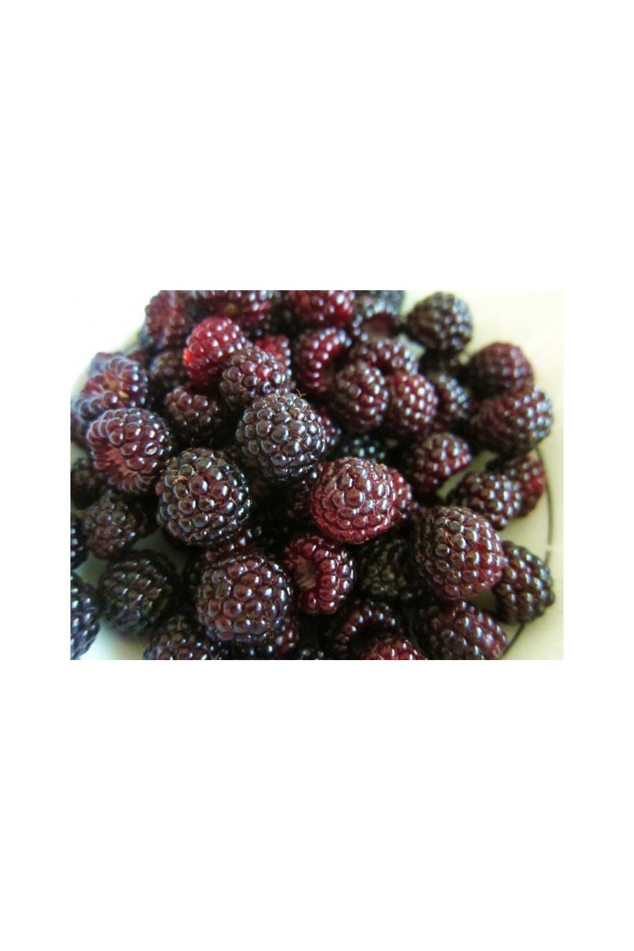 Blackcap raspberry