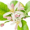 Lemon blossom