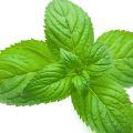 Menta romana